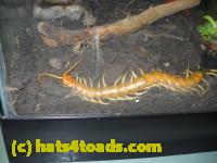 /home//u458753944/public_html/sourcegallery//Insects and small critters/millipedes and centipedes/DSCN1948.JPG